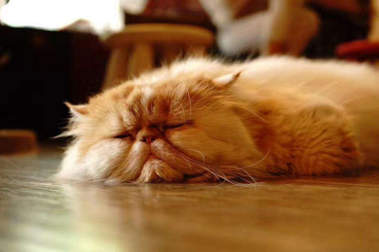 猫睡在枕头旁说明什么,猫睡觉位置和主人关系