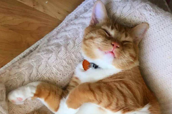 猫睡在枕头旁说明什么,猫睡觉位置和主人关系