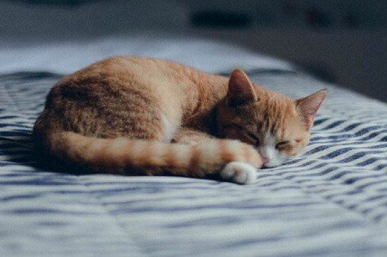 猫睡在枕头旁说明什么,猫睡觉位置和主人关系