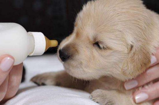 养狗需要准备什么