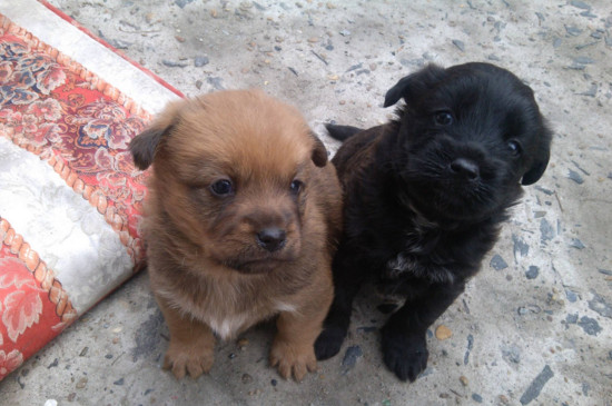 养狗需要准备什么