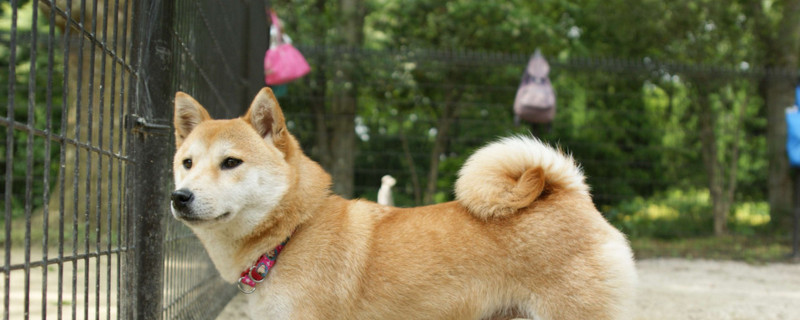 狗狗皮肤瘙痒怎么办