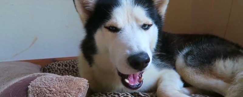 狗能不能吃烤萝卜