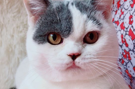 猫咪猫藓有黑色的结痂