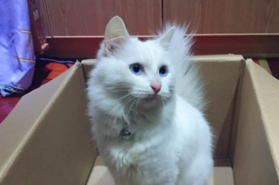 猫咪猫藓有黑色的结痂