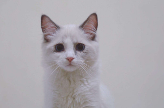 猫咪流眼泪是伤心了么