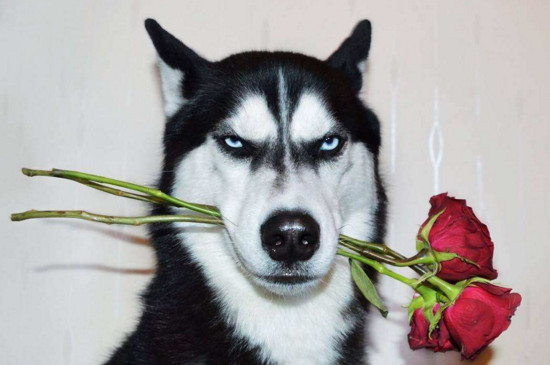 母狗绝育还会来月经吗