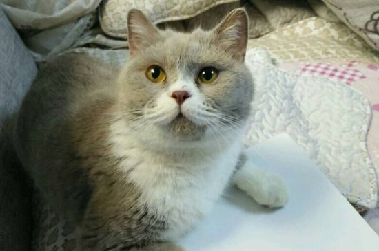 猫咪怀孕多久能看出来