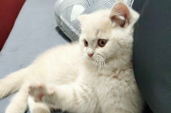 猫咪怀孕多久能看出来