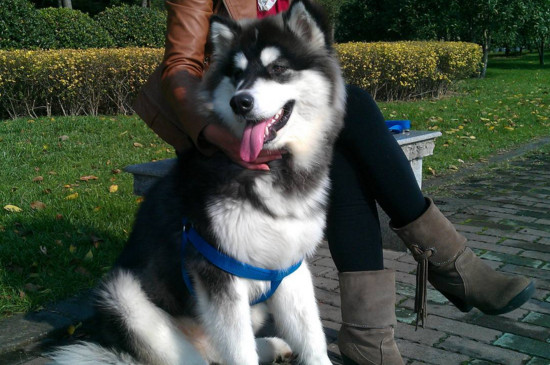 母狗绝育还会来月经吗