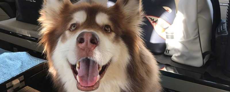 狗能坐飞机吗