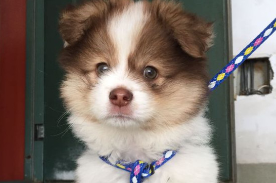 狗无缘无故的乱叫预兆