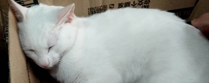 猫咪食欲不振老睡觉