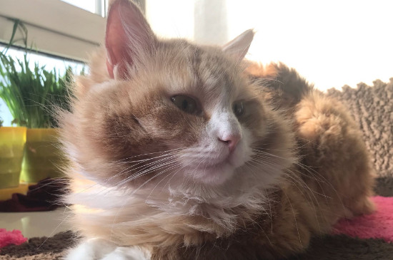 猫咪食欲不振老睡觉