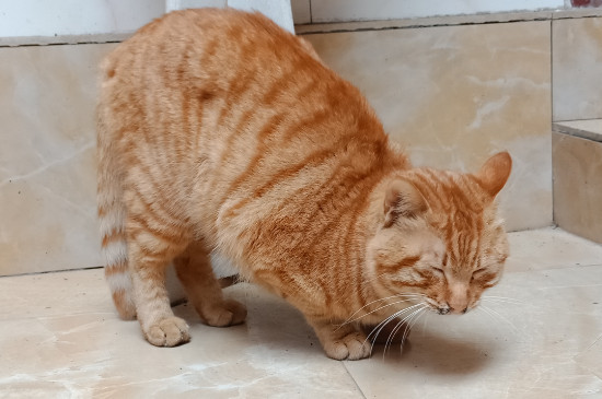 猫咪食欲不振老睡觉