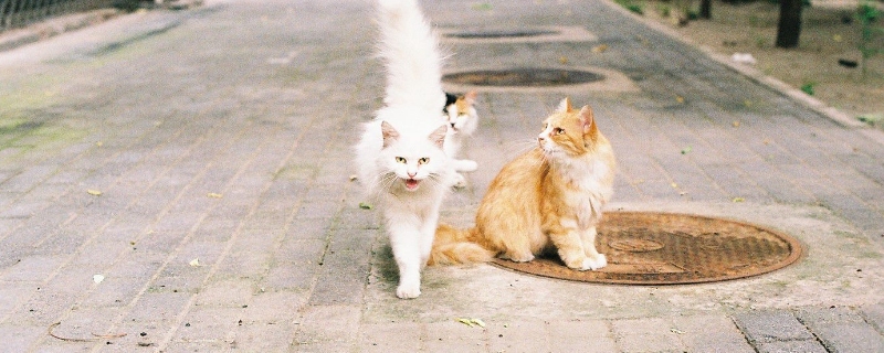 猫咪失去同伴会难过吗