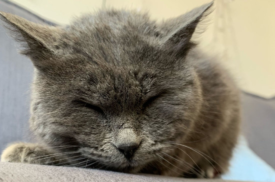 猫咪吐了一堆黄东西