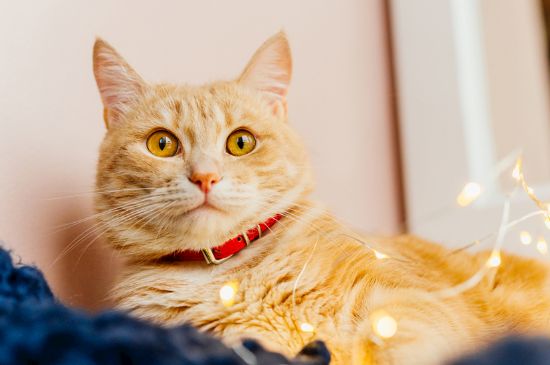 猫舔脸代表什么意思