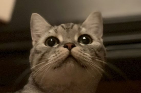 猫舔脸代表什么意思