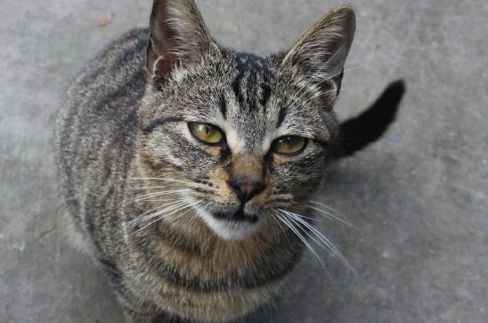 猫舔脸代表什么意思