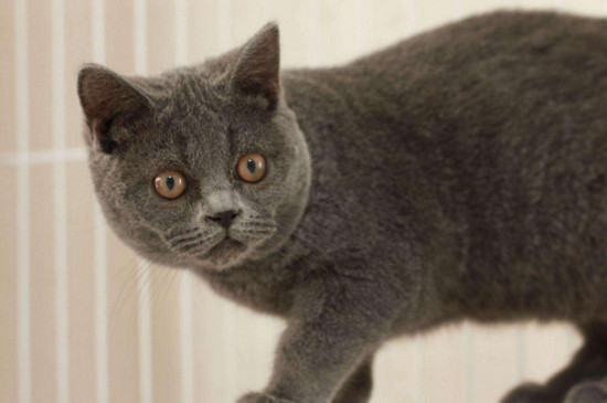 纯种英短蓝猫价格是多少，英短蓝猫一般多少钱一只