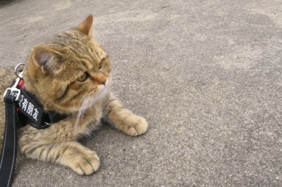 刚刚开始养猫就后悔了,养猫久了容易得四种“病”