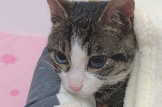刚刚开始养猫就后悔了,养猫久了容易得四种“病”