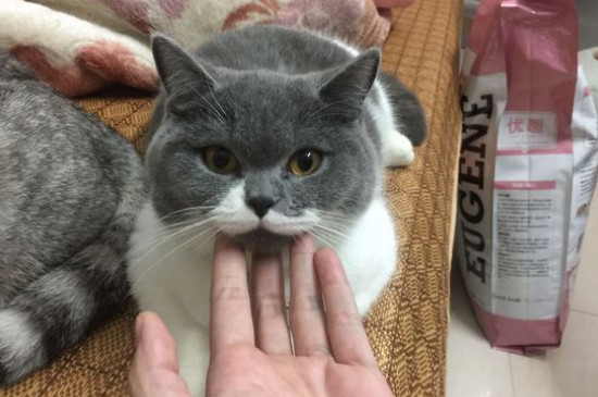 刚刚开始养猫就后悔了,养猫久了容易得四种“病”