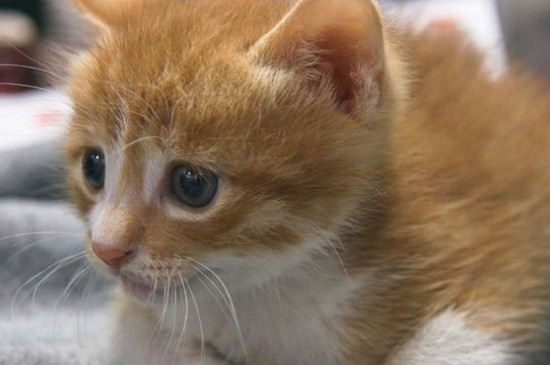 刚刚开始养猫就后悔了,养猫久了容易得四种“病”