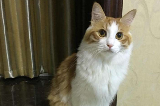 新猫要在笼子里关多久