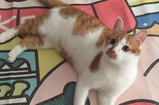 新猫要在笼子里关多久