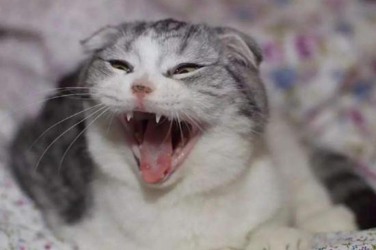 猫咪发情表现,母猫会撅屁股公猫爱乱滋尿