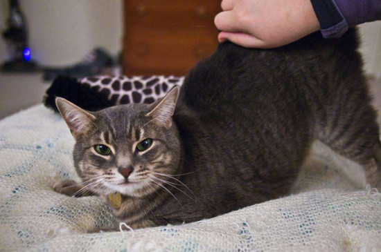 猫咪发情表现,母猫会撅屁股公猫爱乱滋尿