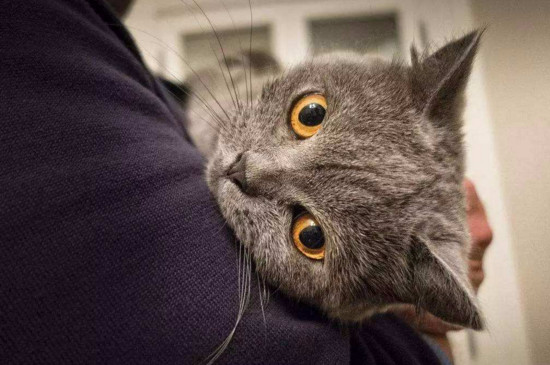 猫咪发情表现,母猫会撅屁股公猫爱乱滋尿
