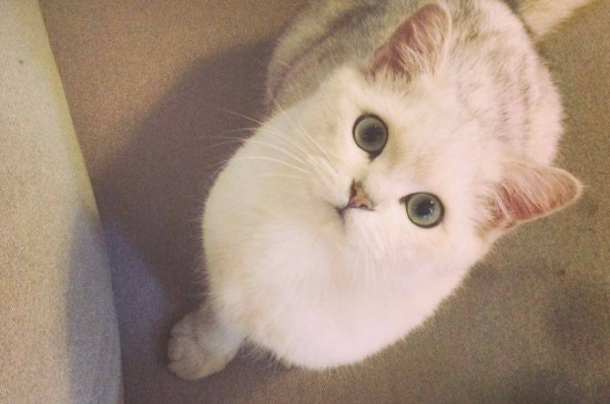 猫咪发情表现,母猫会撅屁股公猫爱乱滋尿