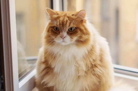 猫咪发情表现,母猫会撅屁股公猫爱乱滋尿