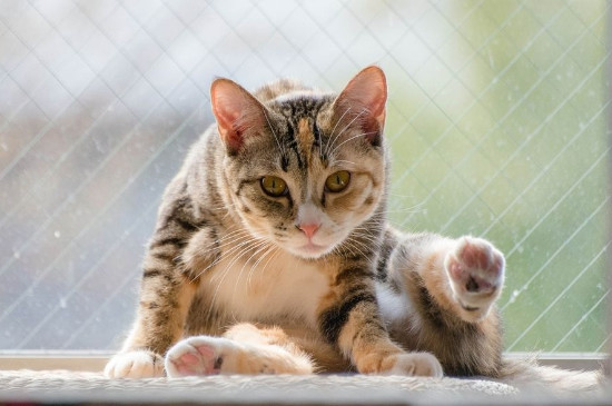 猫咪发情表现,母猫会撅屁股公猫爱乱滋尿