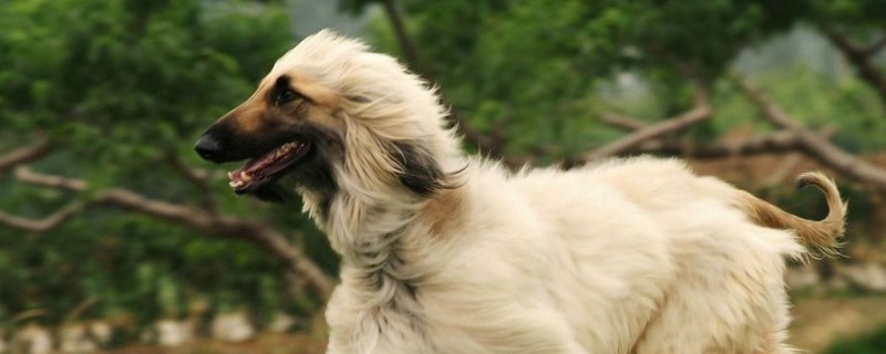 怎样能让小狗拉尿有地方