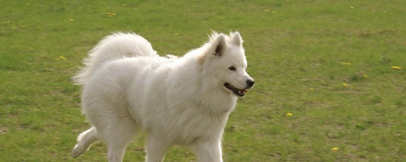 狗狗绝育的好处与坏处