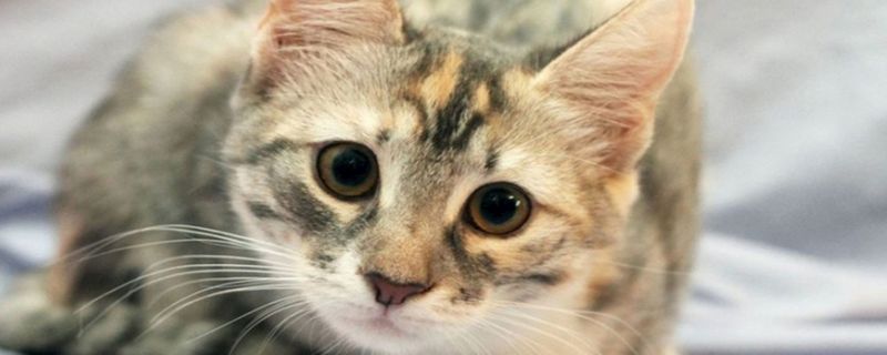 猫抓破皮要不要打疫苗