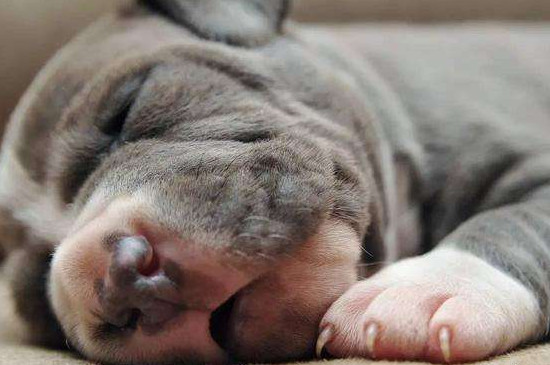 狗狗细小扛过5天会好么