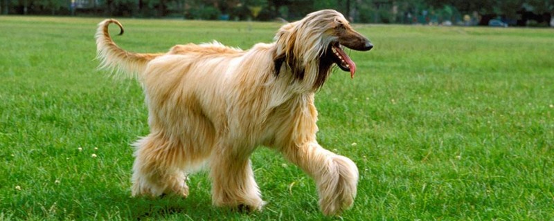 狗狗细小扛过5天会好么