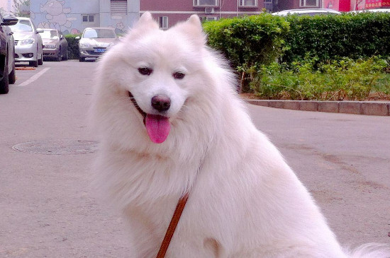 白色泰迪和比熊的区别