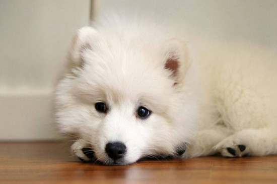 白色泰迪和比熊的区别