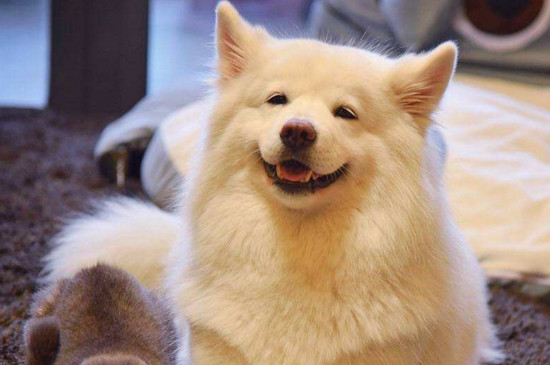 白色泰迪和比熊的区别