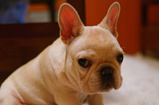 狗狗身上痒一直挠出血怎么办