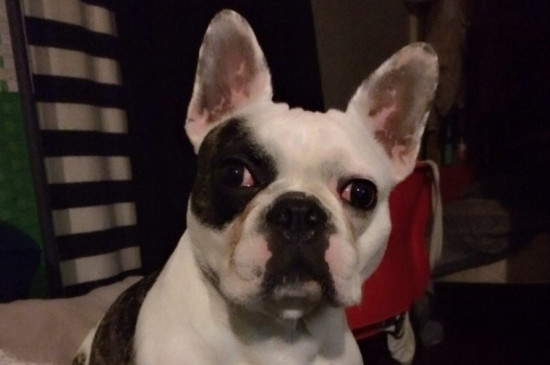 狗狗身上痒一直挠出血怎么办