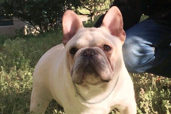 狗狗身上痒一直挠出血怎么办