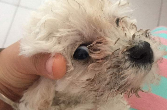 狗狗身上痒一直挠出血怎么办