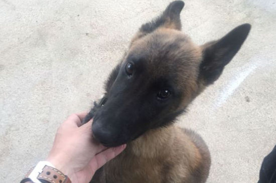 马犬体重有多少斤,马犬标准体重多少